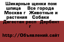 Шикарные щенки пом шпица  - Все города, Москва г. Животные и растения » Собаки   . Дагестан респ.,Дербент г.